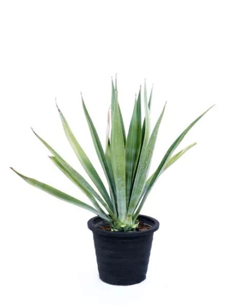 Agave Sisalana - Greencore Plants