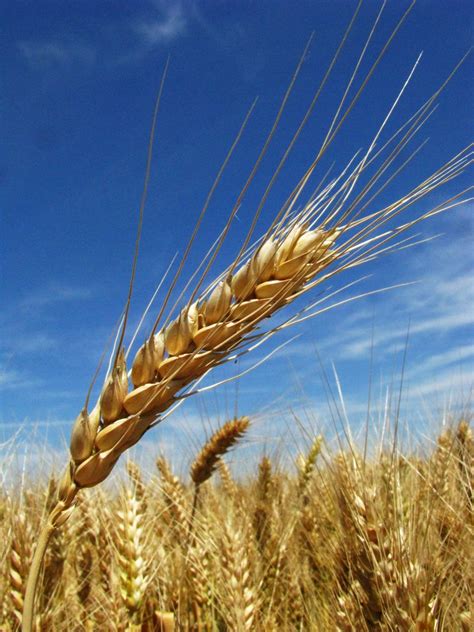 Barley field Free Photo Download | FreeImages