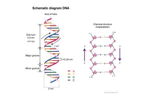 The Dna Double Helix Structure Model - Clip Art Library