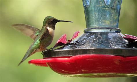 6 CRUCIAL Hummingbird feeder cleaning tips - Wildlifeful