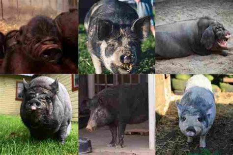 11 Amazing Miniature Pig Breeds (A Definitive Guide!)