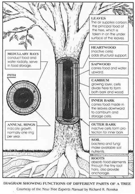 Parts of a tree | Tree study, Parts of a tree, Homeschool nature study