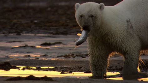 A polar bear hunting for fish in the Russian arctic | Britannica