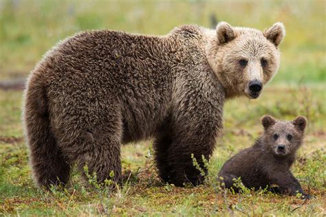 Female brown bears hang out near humans to keep cubs safe from males ...