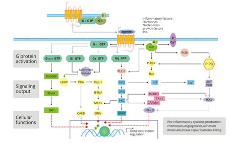 G蛋白偶联受体信号通路gpcr signaling pathway-武汉华美生物