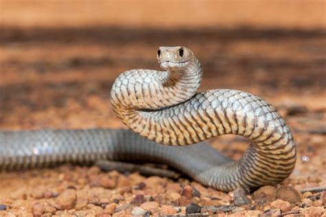 10 Most Venomous Snakes in the World