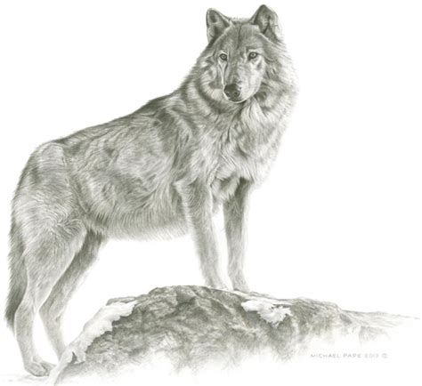 Wolf Pencil Drawing