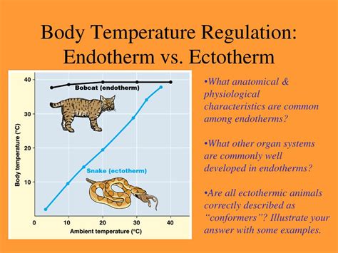 PPT - Thermoregulation PowerPoint Presentation - ID:250089