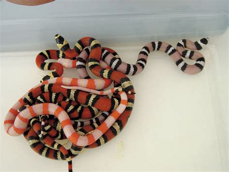 Honduran Milk Snake Breeding Tips - Reptiles Magazine