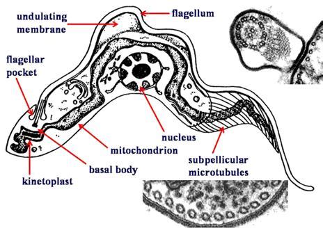 Zoology and Buy Online: Euglenozoa