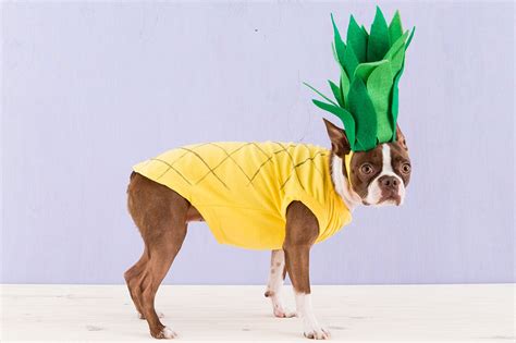 DIY Dog Costumes | Ideas For Homemade Halloween Dog Costumes