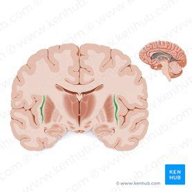 Claustrum: Anatomical structure and function | Kenhub