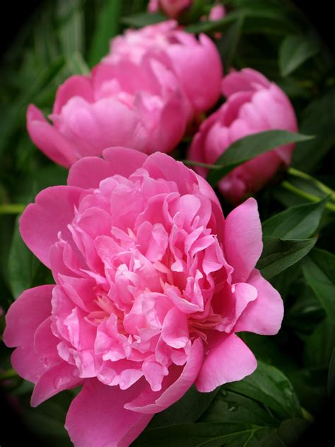 Beautiful, bodacious pink Peonies. | Pink peonies, Peonies, Flowers