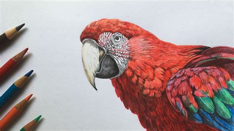 Realistic Parrot Drawing Colour Light green lemon yellow chrome yellow ...