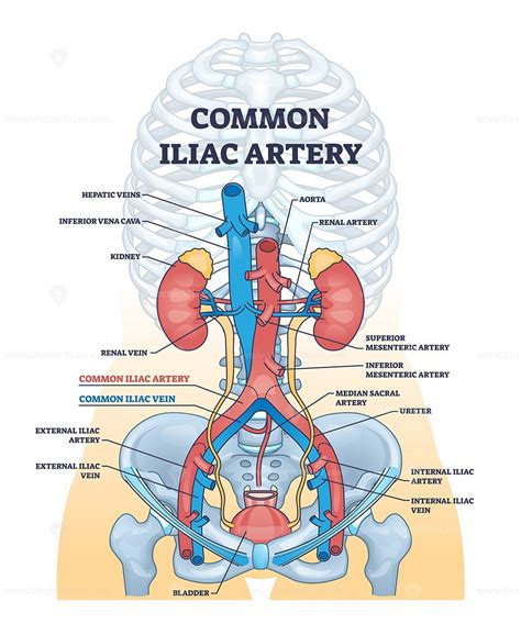 Common iliac artery as aorta towards the pelvic region outline diagram ...