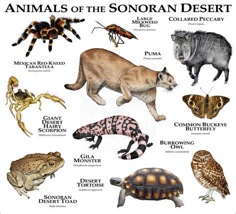 Animals of the Sonoran Desert Poster Print - inkart