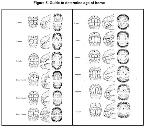 www.horse teeth age chart | Aging Horses by Teeth Chart http://www ...