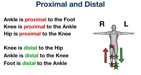 Distal Example Anatomy