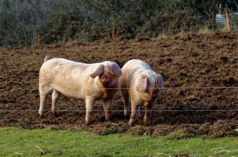 American Landrace Pig Breed Information and Guide