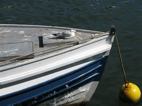 Seagull sitting on a boat, Whitby, North Yorkshire | Flickr