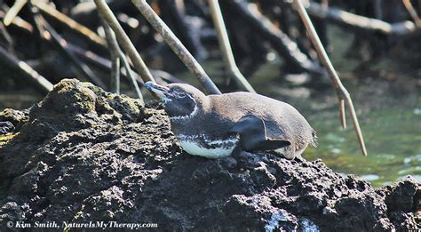 Surprising Animals in Mangroves