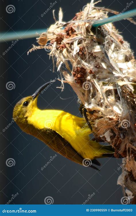 Yellow-bellied Sunbird, Making a Nest on a Washing Line in Australia ...