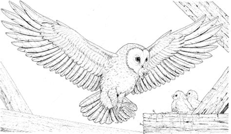 Print & Download - Owl Coloring Pages for Your Kids