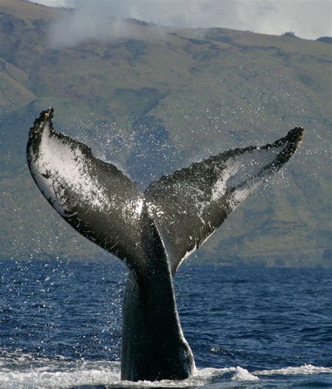 Hawaii Humpback Whale Migration