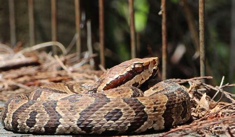 Cottonmouth Snakes - Facts, Venom & Habitat Information