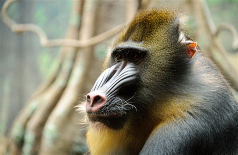 Definitive Guide To Mandrill Facts, Habitat, Conservation Status, Zoo ...