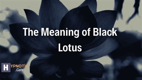 Black Lotus Symbolism in Spiritual Practices | Hypnoticgate