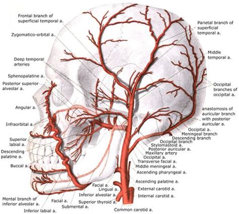 External Carotid Artery - Physiopedia