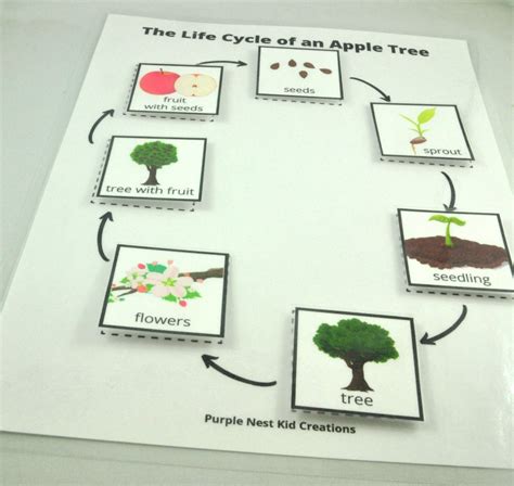 Free Printable Apple Tree Life Cycle Worksheet