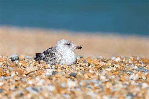 Seagull Sitting Free Stock Photo - Public Domain Pictures