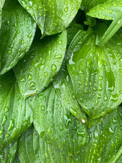 Rain Drops on Leaves Stock Photo | Adobe Stock