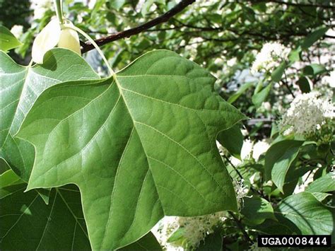 tulip poplar tree identification - Rubin Still