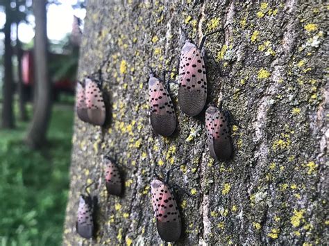 Spotted lanternfly is a manageable pest, says U.S. grape grower