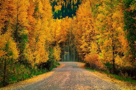 HD wallpaper: AUTUMN RAYS, nature, trees, light, forests | Wallpaper Flare