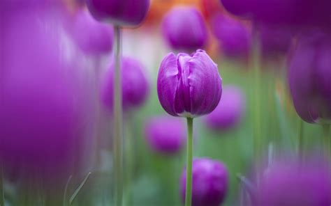 Purple Tulips Wallpapers - Wallpaper Cave