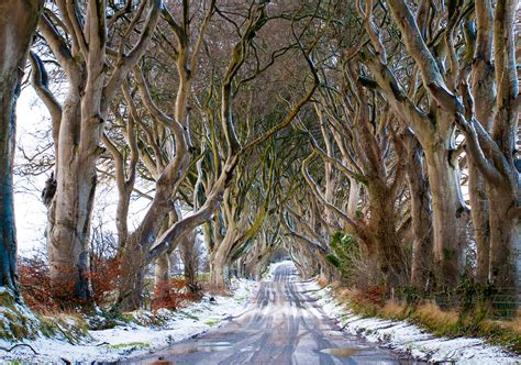 the dark hedges in winter. by patrick mc cullough - Photo 96161389 / 500px