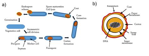 (a) Formation of spores by endospore-forming B. cereus. Upon ...