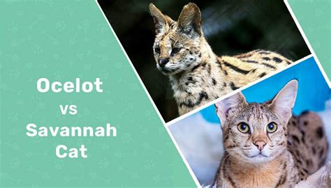 Ocelot vs Savannah Cat: How Are They Different? (With Pictures) - Catster