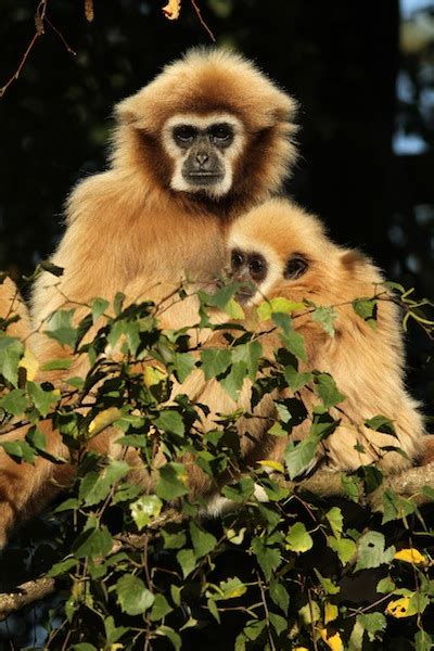 Gibbon