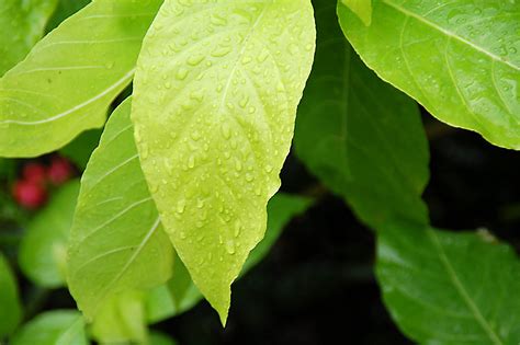 Leaves with rain drops Free Photo Download | FreeImages