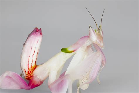 Unraveling the Orchid Mantis Mystery - Science Friday