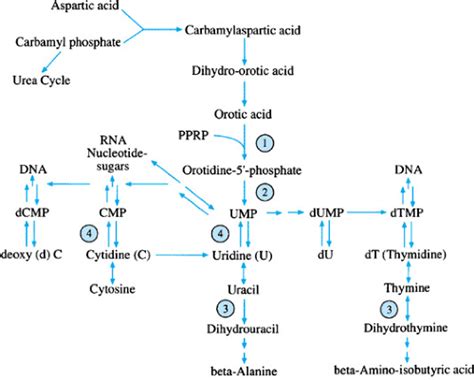 Disorders of Purine and Pyrimidine Metabolism | Musculoskeletal Key