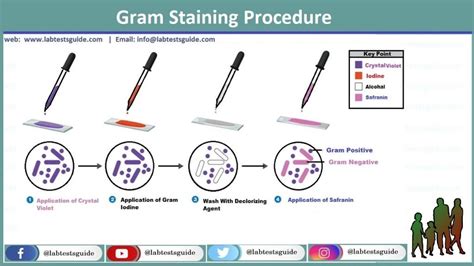 Gram Stain Purpose, Procedure, Results and more - Lab Tests Guide