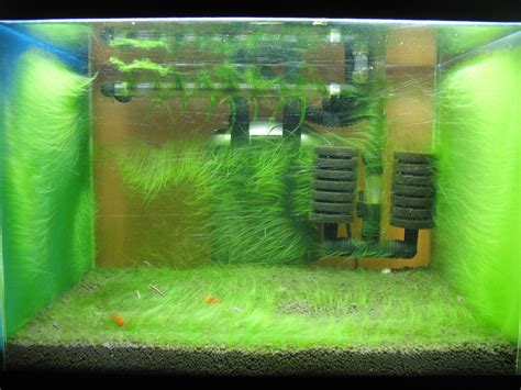 The planted tank. Algae version :) @ Shrimp Tank