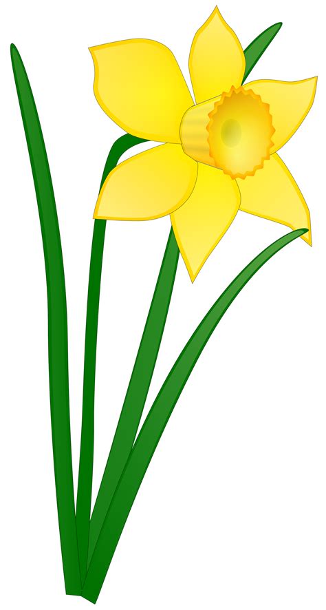 Daffodil Line Drawing | Free download on ClipArtMag