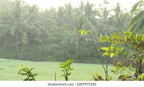 Coconut Farming: Over 8,849 Royalty-Free Licensable Stock Photos ...